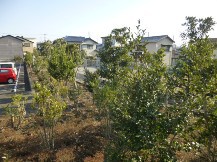 ★Ｓ社様・植木・手入れ５日目★