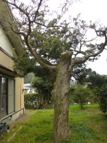 ★Ｆ様邸・お庭の手入れ①★