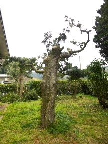 ★Ｆ様邸・お庭の手入れ①★
