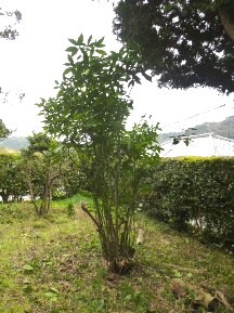 ★Ｆ様邸・お庭の手入れ①★