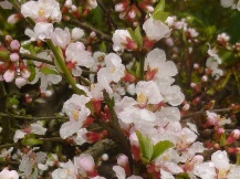 ★春を愛でる★