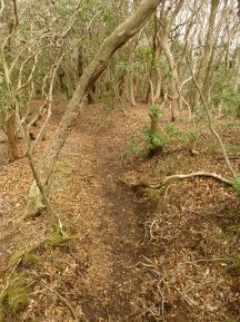 ★越前岳の新ルート★