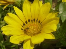 ★4月に咲く草花③★
