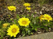 ★4月に咲く草花③★