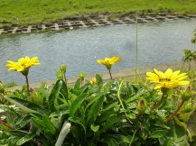 ★4月に咲く草花③★