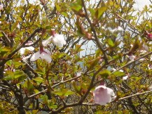 ★今年３回目の越前岳★