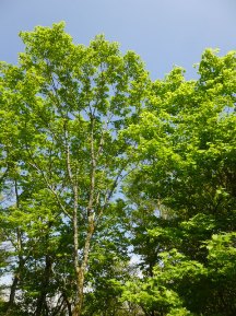 ★今年３回目の越前岳★