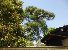 ★Ｋ様邸・お庭の手入れ①★