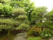 ★Ｋ様邸・お庭の手入れ①★