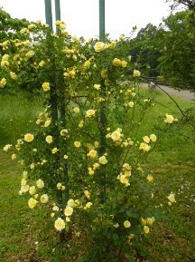 ★広見公園の薔薇②★
