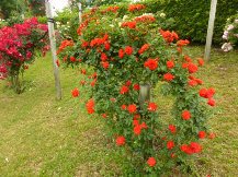 ★広見公園の薔薇②★