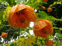 ★広見公園の薔薇②★