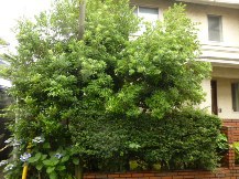 ★Ｔ様邸・お庭の手入れ★