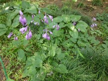 季節の花木と草花②(夏)
