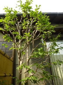 椿 植木屋じぃじ 剪定 伐木 草刈 消毒 富士市 富士市 富士宮市