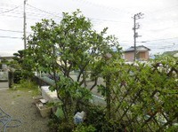 ★Ｓ様邸・お庭の手入れ★