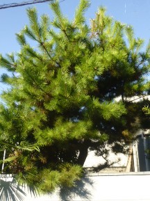 ★ＨＤ様邸・お庭の手入れ★