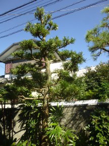 ★ＨＤ様邸・お庭の手入れ★