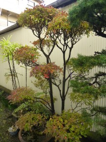 ★ＡＹ様邸・お庭の手入れ★