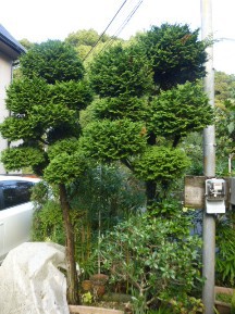 ★ＡＹ様邸・お庭の手入れ★