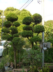 ★ＡＹ様邸・お庭の手入れ★