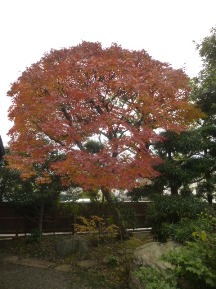 ★イロハモミジ・花は咲く★