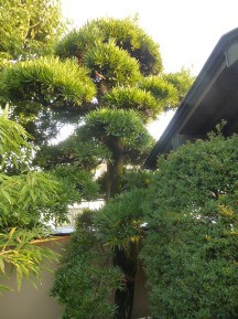 ★Ｋ様邸・お庭の手入れ★