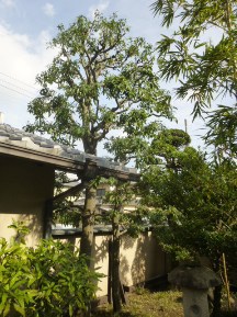 ★Ｋ様邸・お庭の手入れ★