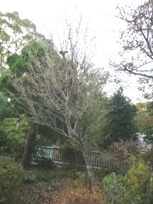 ★OK様邸・お庭手入れ②★