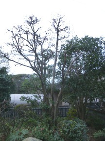 ★OK様邸・お庭手入れ②★