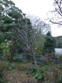 ★OK様邸・お庭手入れ②★