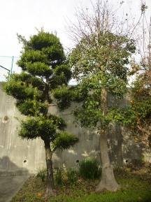 ★OK様邸・お庭手入れ②★
