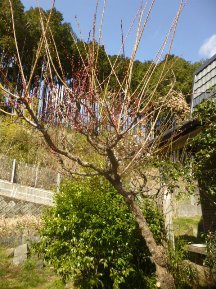 ★別荘地の手入れ②★