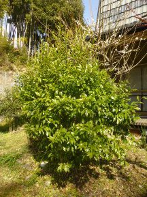 ★別荘地の手入れ②★