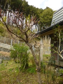 ★別荘地の手入れ②★