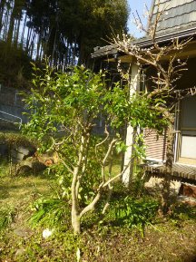 ★別荘地の手入れ②★
