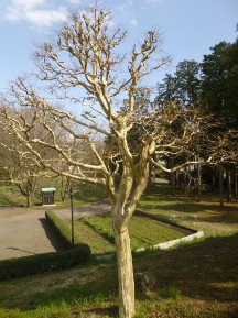 サルスベリの剪定方法 植木屋じぃじ 剪定 伐木 草刈 消毒 富士市