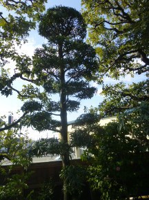 ★K様邸・お庭の手入れ★