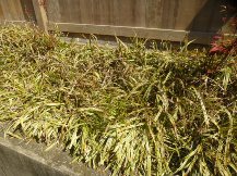 ★K様邸・お庭の手入れ★
