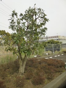★S社様･緑地帯･手入れ①★