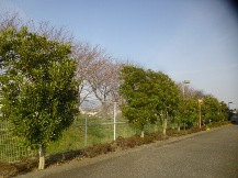 ★緑地帯の手入れ⑨★