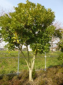 ★緑地帯の手入れ⑨★