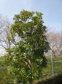 ★緑地帯の手入れ⑨★