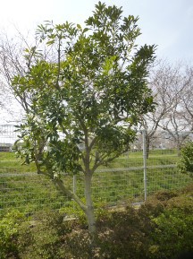 ★緑地帯の手入れ⑨★