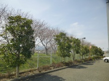 ★緑地帯の手入れ⑨★