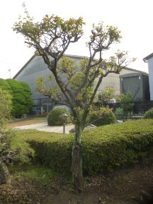 ★松と梅の木に施肥★