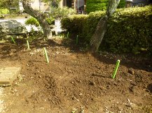 ★松と梅の木に施肥★