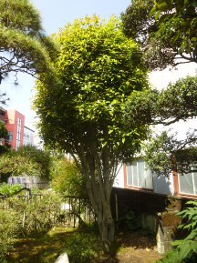 ★松と梅の木に施肥★