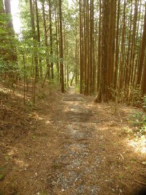 ★蒲原の大丸山､大平山へ★