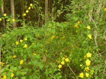 ★蒲原の大丸山､大平山へ★